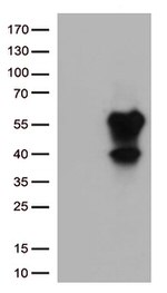 CD27 Antibody in Western Blot (WB)