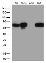 CD27 Antibody in Western Blot (WB)