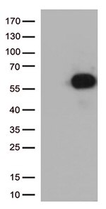 CD27 Antibody in Western Blot (WB)