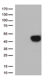 TNFRSF4 Antibody in Western Blot (WB)