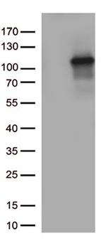 TUBGCP3 Antibody in Western Blot (WB)