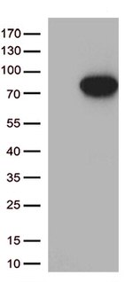 MASP2 Antibody in Western Blot (WB)