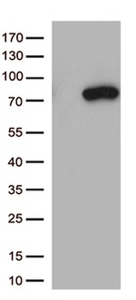 MASP2 Antibody in Western Blot (WB)