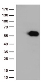 CD27 Antibody in Western Blot (WB)