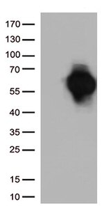 CD27 Antibody in Western Blot (WB)