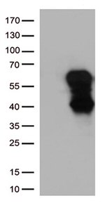 CD27 Antibody in Western Blot (WB)