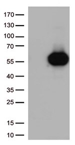 CD27 Antibody in Western Blot (WB)