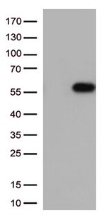 CD27 Antibody in Western Blot (WB)