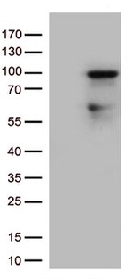 ZNF226 Antibody in Western Blot (WB)