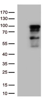 ZNF226 Antibody in Western Blot (WB)