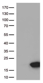 ARMS2 Antibody in Western Blot (WB)