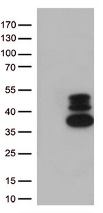 VGLL3 Antibody in Western Blot (WB)