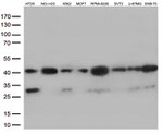 VGLL3 Antibody in Western Blot (WB)