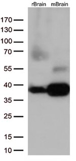 Syntaxin 1a (STX1A) Antibody in Western Blot (WB)