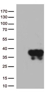 Syntaxin 1a (STX1A) Antibody in Western Blot (WB)