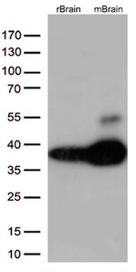 Syntaxin 1a (STX1A) Antibody in Western Blot (WB)