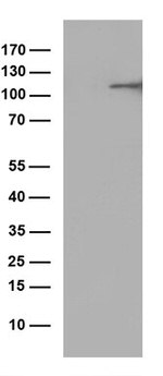 ARTS1 (ERAP1) Antibody in Western Blot (WB)
