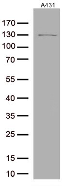 ARTS1 (ERAP1) Antibody in Western Blot (WB)