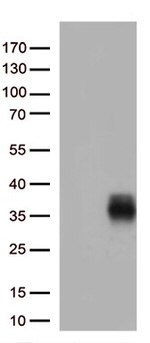 HLA-DQA2 Antibody in Western Blot (WB)