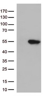 GNAL Antibody in Western Blot (WB)
