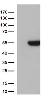 GNAL Antibody in Western Blot (WB)