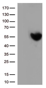 PD L1 (CD274) Antibody in Western Blot (WB)