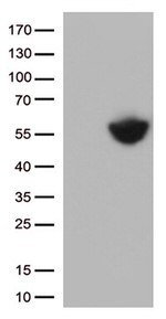 PD L1 (CD274) Antibody in Western Blot (WB)