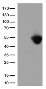 PD L1 (CD274) Antibody in Western Blot (WB)
