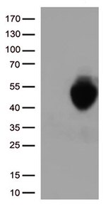 PD L1 (CD274) Antibody in Western Blot (WB)