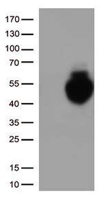 PD L1 (CD274) Antibody in Western Blot (WB)