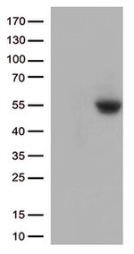PD L1 (CD274) Antibody in Western Blot (WB)