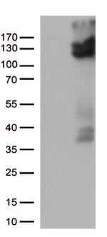 VRL1 (TRPV2) Antibody in Western Blot (WB)