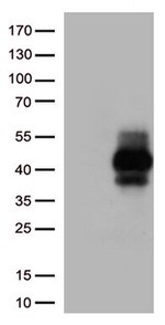 TIGIT Antibody in Western Blot (WB)