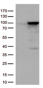 EWSR1 Antibody in Western Blot (WB)