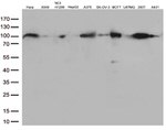 EWSR1 Antibody in Western Blot (WB)