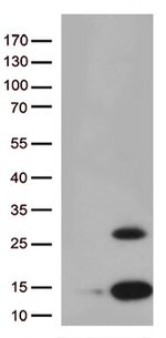 Pancreatic Polypeptide (PPY) Antibody in Western Blot (WB)