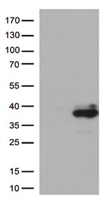 Major Basic Protein (PRG2) Antibody in Western Blot (WB)