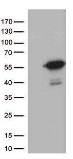 MTRF1 Antibody in Western Blot (WB)