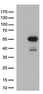 MTRF1 Antibody in Western Blot (WB)