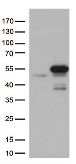 MTRF1 Antibody in Western Blot (WB)