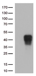 CD137 (TNFRSF9) Antibody in Western Blot (WB)