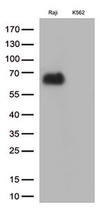 B7-2 (CD86) Antibody in Western Blot (WB)