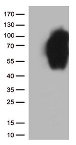 B7-2 (CD86) Antibody in Western Blot (WB)