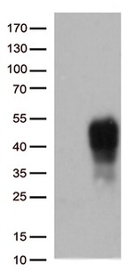 CD137 (TNFRSF9) Antibody in Western Blot (WB)