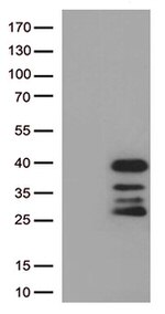 DRGX Antibody in Western Blot (WB)