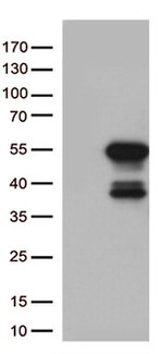MTRF1 Antibody in Western Blot (WB)