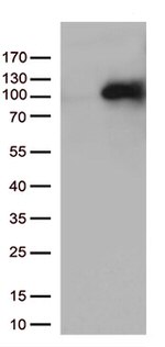 MEPCE Antibody in Western Blot (WB)