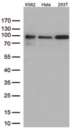 MEPCE Antibody in Western Blot (WB)