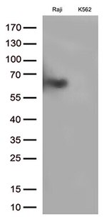 B7-2 (CD86) Antibody in Western Blot (WB)