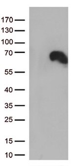 DOK3 Antibody in Western Blot (WB)